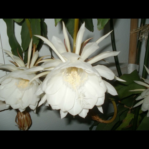 Meet your Posher, Rosemary - Picture 3 of 8